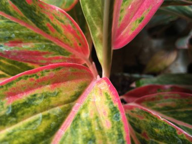 Kırmızı aglaonema veya aglonema kırmızı tavus kuşu yaprağı. Egzotik tropikal yaprak bitkileri