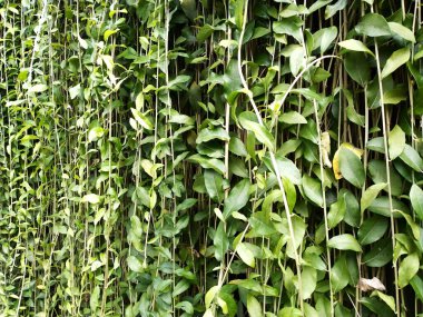 Modern Peyzaj Tasarımı, Şehir Alanında Lush Asma Yeşilliği, Çağdaş Yeşil Duvar Tasarım Arkaplanı. Uzayı metin için kopyala. Doğayı Şehre Entegre Etmek