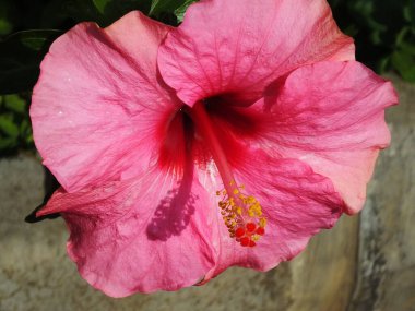 İlkbaharda çiçek açan amber şurubu çiçeğinin kapağı botanik bahçesinde çok güzeldir