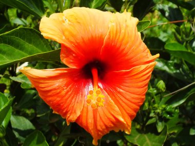 İlkbaharda çiçek açan amber şurubu çiçeğinin kapağı botanik bahçesinde çok güzeldir