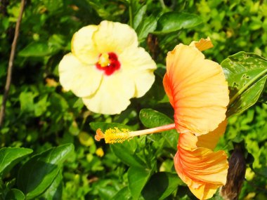 İlkbaharda çiçek açan amber şurubu çiçeğinin kapağı botanik bahçesinde çok güzeldir