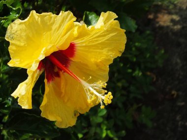 İlkbaharda çiçek açan amber şurubu çiçeğinin kapağı botanik bahçesinde çok güzeldir