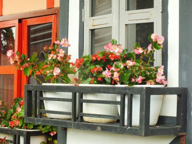 Balkondaki büyüleyici Begonya saksıları. Balkon süsleyen saksılarda canlı ve büyüleyici begonyalar. Açık hava bitkilerinde güzel bir çiçek