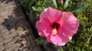 Rüzgarda sallanan bir amber çiçeğinin büyüleyici hareketi. Egzotik bir tropik çiçeğin yaz tatili görüntüleri..