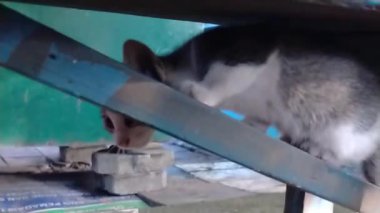 Küçük şirin kedi yavrusu sabahın köründe parkta çok komik oynuyor. Komik Çizgili Kedi Oynama. Şirin Yumuşak Kedi Evcil Hayvanı.