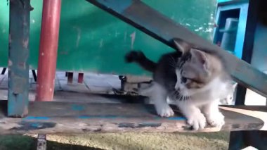 Küçük şirin kedi yavrusu sabahın köründe parkta çok komik oynuyor. Komik Çizgili Kedi Oynama. Şirin Yumuşak Kedi Evcil Hayvanı.