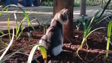 Küçük şirin kedi yavrusu sabahın köründe parkta çok komik oynuyor. Komik Çizgili Kedi Oynama. Şirin Yumuşak Kedi Evcil Hayvanı.