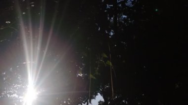 Güneş ışınları yemyeşil yaprakların arasından geçiyor. Ağaç yaprakları güzel bir sabah güneşinde.