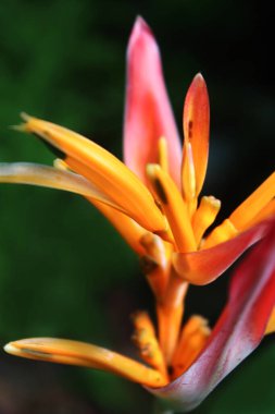 Kırmızı ve turuncu yapraklı bir çiçek yakın planda gösterilir. Helikonia psittacorum çiçek açıyor. Çiçek görüntünün ortasında ve ana odak noktasıdır. Çiçeğin renkleri canlı ve göz alıcı, bu da onu güzel yapıyor.