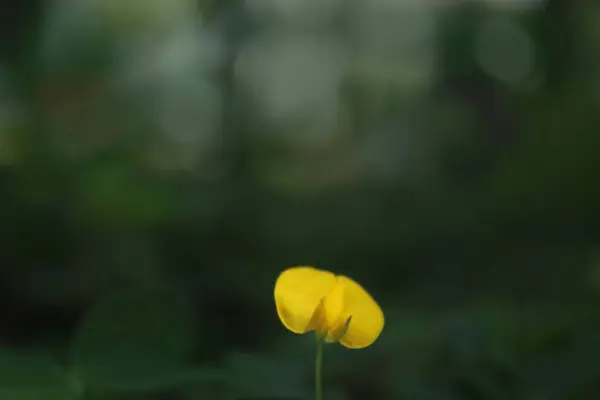 stock image A yellow flower with a green stem. The flower is the only thing visible in the image. The flower is in the foreground and the background is dark. Macro close up shot.