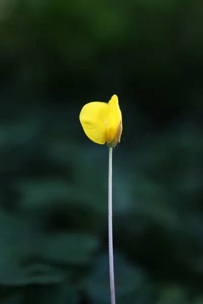 stock image A yellow flower with a green stem. The flower is the only thing visible in the image. The flower is in the foreground and the background is dark. Macro close up shot.