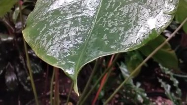 Yağmur mevsiminde bitkinin yeşil yapraklarına yağmur damlaları düşer. Yağmur damlalarını yavaş çekimde kapat. Su çok yumuşak ve sakin.