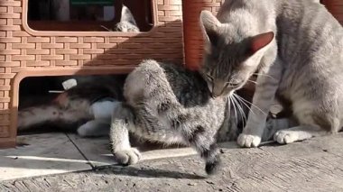 Özenli anne kedinin emzirdiği ve yavru kedisiyle oynadığı sevimli yakın çekim sahnesi. Sevimli küçük sevimli kedi eğleniyor.