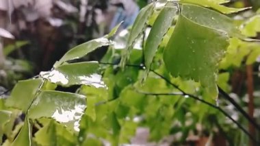 Yağmur mevsiminde bitkinin yeşil yapraklarına yağmur damlaları düşer. Yağmur damlalarını yavaş çekimde kapat. Su çok yumuşak ve sakin.