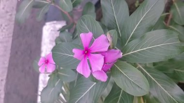 Rüzgarda sallanan pembe mor çiçeklerin yakın çekimi. Bahar çiçekleri çok güzel açar.