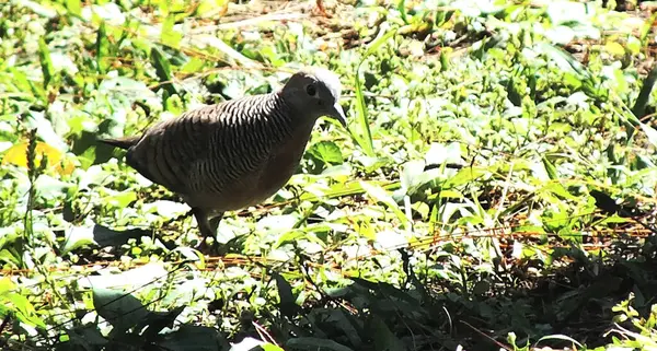 stock image Zebra Dove Geopelia striata Beautiful Birds looking for food with blurry lush green plant as a background. Bird watching outdoor wildlife.