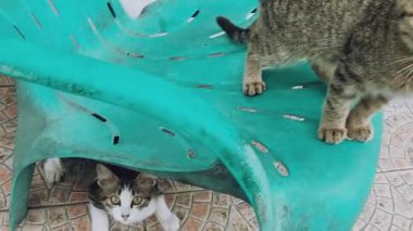 Sevimli ve pofuduk kedi yavrusu merakla kameraya bakıyor. Yeşil plastik sandalyede kediler oynuyor.