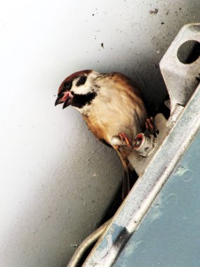 House Sparrow ya da Passer domesticus metal inşaat arka planına tünemiş. Kuş izleme vahşi yaşam..
