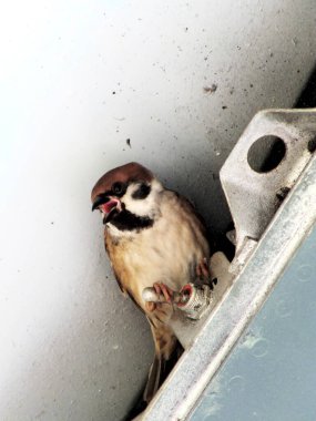 House Sparrow ya da Passer domesticus metal inşaat arka planına tünemiş. Kuş izleme vahşi yaşam..