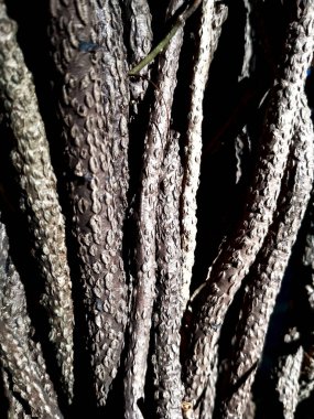 Bir ağaç kabuğunun kabartmalı soyut dokusunu kapat. Ağaç kabuğu deseni dokusu. 