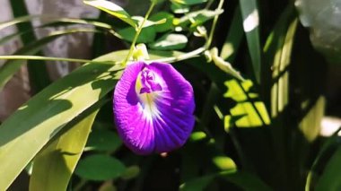 Mor çiçeklere yakın. Terminator klitorisi, parlak gün ışığında rüzgarda esiyor.