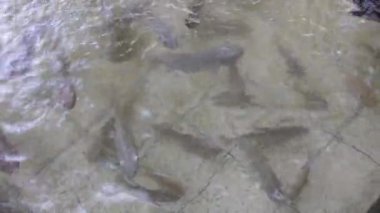 Tilapia ve tatlı su kaplumbağalarından oluşan temiz bir balık havuzu manzarası. Rahatlama temaları, huzur, huzur