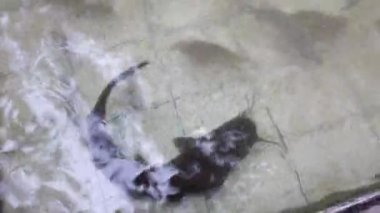 Tilapia ve yayın balıklarından oluşan temiz bir balık havuzunun en üst görüntüsü. Rahatlama temaları, huzur, huzur