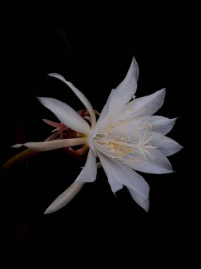 Flower of Princess of the Night or epiphyllum pumilum isolated on dark background. Epiphyllum oxypetalum or Lady of the Night, Night blooming Cactus, Queen of the Night, bunga wijayakusuma clipart