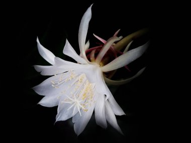 Gece Prensesi 'nin Çiçeği ya da karanlık arka planda izole edilmiş epifilyum pompası. Epiphyllum oxypetalum ya da Gece Leydisi, Gece açan kaktüs, Gece Kraliçesi, bunga wijayakusuma