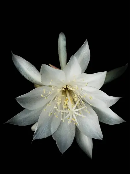 stock image Flower of Princess of the Night or epiphyllum pumilum isolated on dark background. Epiphyllum oxypetalum or Lady of the Night, Night blooming Cactus, Queen of the Night, bunga wijayakusuma