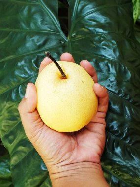 El ele tutuşup, armut aromalı bir meyve tutarak. Taze, sağlıklı, doğal yiyecek.