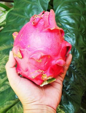 Bir ejderha meyvesi ya da yaprak arka planda pitaya tutan bir el. Taze, sağlıklı, doğal yiyecek.