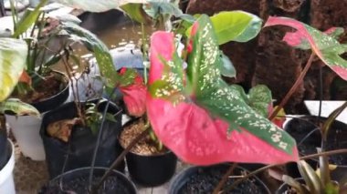 Terasta ev dekorasyonu için kullanılan doğal dekoratif bitkiler. Renkli süs bitkisi görüntüsü