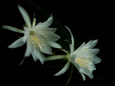 Flower of Princess of the Night isolated on dark background. Epiphyllum oxypetalum or Lady of the Night, Night blooming Cactus, Queen of the Night, bunga wijayakusuma clipart