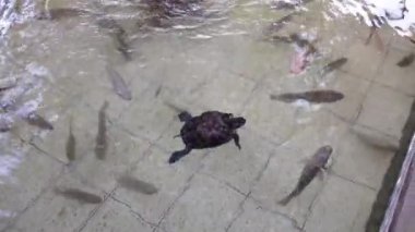 Tilapia, tatlı su kaplumbağaları ve yayın balıklarından oluşan temiz bir balık havuzu manzarası. Rahatlama temaları, huzur, huzur