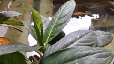 Tilapia içeren balık havuzu, temiz suyla koi. Balık çok yumuşak yüzüyor. Ve sakin. Suyun yüzeyi yavaşça ve huzur içinde dalgalanır.