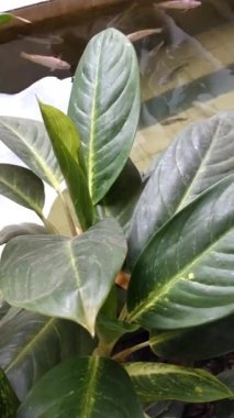 Tilapia içeren balık havuzu, temiz suyla koi. Balık çok yumuşak yüzüyor. Ve sakin. Suyun yüzeyi yavaşça ve huzur içinde dalgalanır.