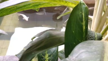 Tilapia içeren balık havuzu, temiz suyla koi. Balık çok yumuşak yüzüyor. Ve sakin. Suyun yüzeyi yavaşça ve huzur içinde dalgalanır.