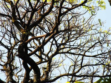 Dalları yapraklarla kaplanmış bir ağaç mavi gökyüzünde görülür ve vahşi yağmur ormanları hissi yaratır.