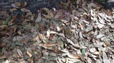 Kırsal yolda kuru sonbahar yaprakları. Orman zemininde renkli sonbahar yaprakları. Sabahları köyde dolaşıyorum.