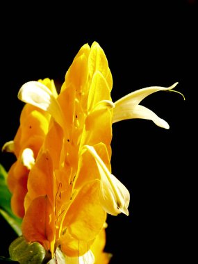 A yellow lollipop flower isolated on a dark background clipart