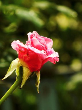 Üzerinde çiy damlaları olan pembe bir gül. Gül görüntünün ana odak noktasıdır ve yeşil yapraklarla çevrilidir. Görüntünün huzurlu ve huzurlu bir havası var.