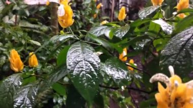 Lolipoplar yağmur sırasında rüzgarda sallanır. Yağmurlu günlerde güzel bir manzara. Kırsalda huzurlu ve rahatlatıcı bir an