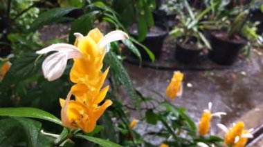 Lolipoplar yağmur sırasında rüzgarda sallanır. Yağmurlu günlerde güzel bir manzara. Kırsalda huzurlu ve rahatlatıcı bir an