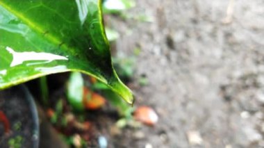 Yeşil bir yaprağın ucundaki su damlası, üst görünüm, bulanık bir arka plan, huzurlu ve sakin bir an, ilham verici güzellik