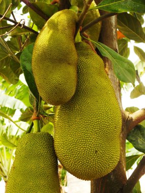 Üç Jackfruit bir ağaçta sallanıyor. Hepsi farklı boyutlarda ve şekillerde. Meyveler olgunlaştı ve yenmeye hazır.