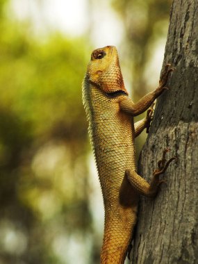 Bir bahçe bukalemun kertenkelesi ağaç dalına tünemiştir. Kertenkele kahverengi ve uzun bir kuyruğu var. Odaklanma önplanı, yemyeşil yaprak bulanık arkaplan