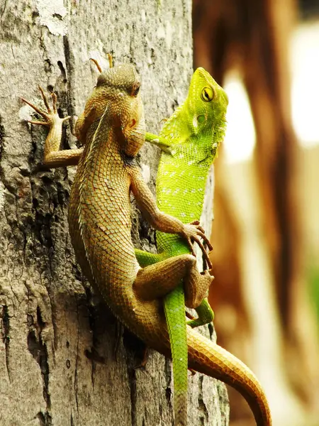 Bir çift bahçe bukalemun kertenkelesi bir ağaç gövdesinde, muhtemelen çiftleşme sürecinde. Biri yeşil, diğeri kahverengi.. 