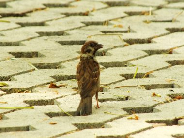 Bir Avrasyalı ağaç serçesi kaldırımda duruyor ve yiyecek arıyor. Kuş kahverengi ve siyah bir gagası var. Kaldırım tuğladan yapılmıştır ve üzerinde birkaç yaprak vardır.. 