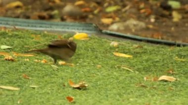 Avrupai ağaç serçesi sabah yeşil çimlerde yiyecek arıyor. Kuş tohumları yiyor. Kuş kahverengi ve siyah gagası var.